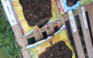 Planting sowing seeds