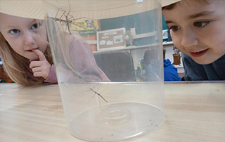 Abbotswood Club Stick Insect